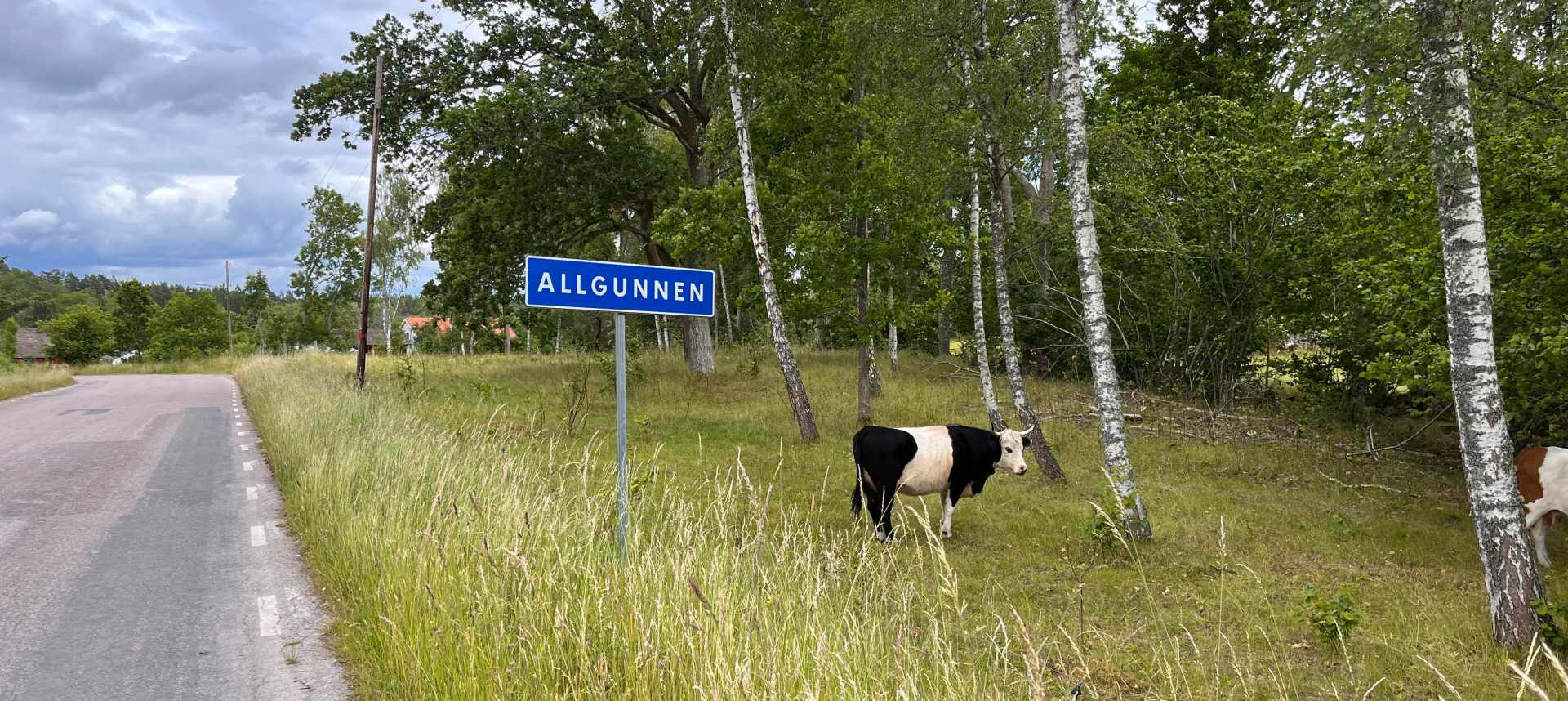 Ortseingang von Allgunnen mit Birken und Kühen auf der Wiese